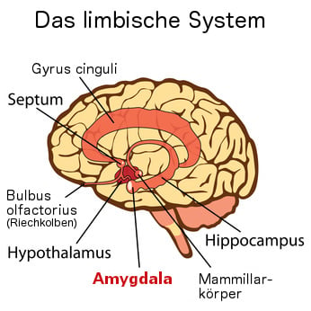 Amygdala in de limbische hersenen